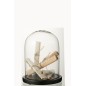 Cloche avec parchemin en verre beige 23x23x29 cm