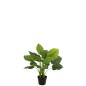 Pothos en pot en plastique vert 50x50x70 cm