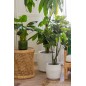 Pothos en pot en plastique vert 50x50x70 cm