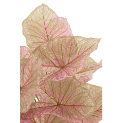 Caladium en maceta negra de plástico rosa de 25x25x57 cm