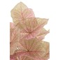 Caladium dans pot noir en plastique rose 25x25x57 cm