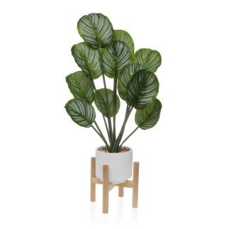 Plante décorative Versa