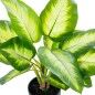 Planta Decorativa Alexandra House Living Plástico Aglaonema 50 cm