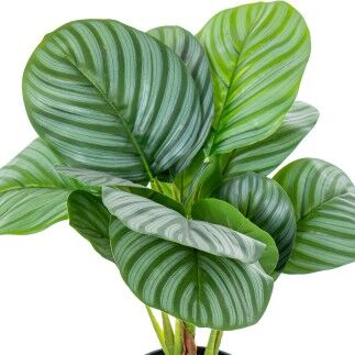 Plante décorative Alexandra House Living Plastique Calathea 50 cm