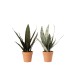 Set de 2 plantes artificielles en Plastique Vert 14x14x50cm