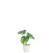 Philodendron artificiel dans pot blanc en plastique vert 21x10x25 cm