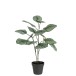 Calathee dans pot noir en plastique vert 12.5x12.5x63 cm