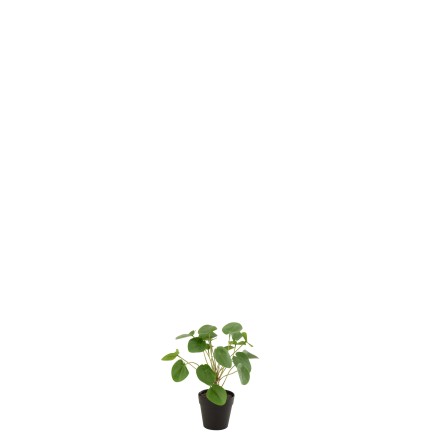 Pilea peperomioides en pot en plastique vert 11x11x29 cm