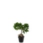 Arbre ficus en pot en textile vert 25x13x37 cm